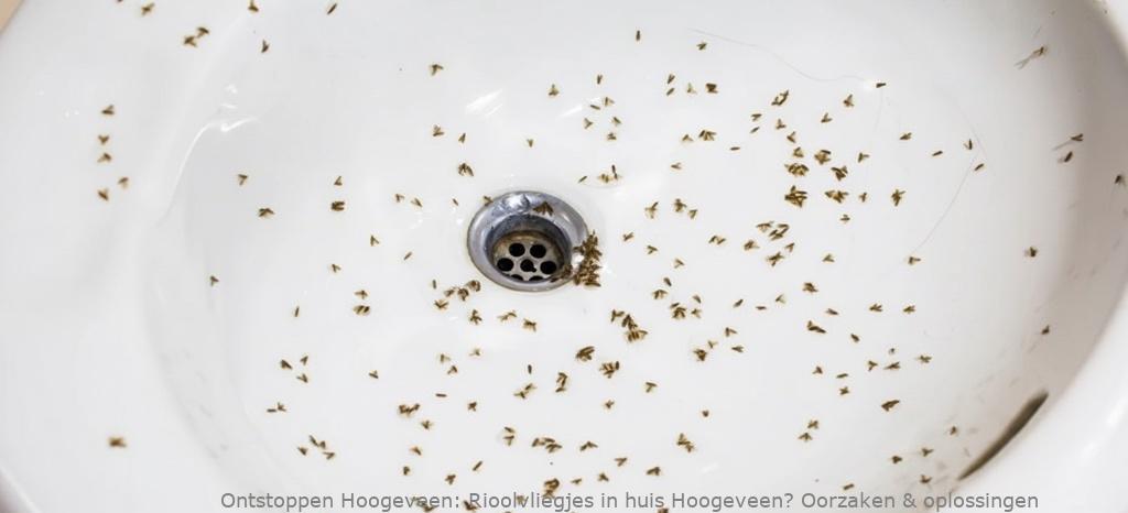 Rioolvliegjes in huis Hoogeveen? Oorzaken & oplossingen